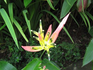 20120520120726 Bali 2918