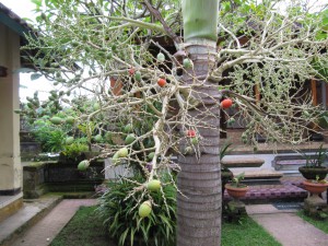 20120520132150 Bali 2958