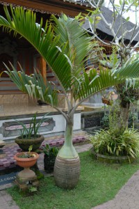 20120520132516 Bali 5678