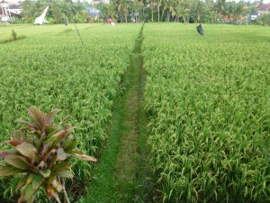 20120521170815 Bali 0490