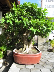 20120525083911 Bali 3098  