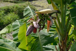 20120526104023 Bali 5930  