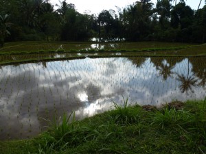 20120527155552 Bali 0629  