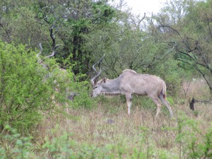 20121013081722 Suedafrika Kruger NP 3366