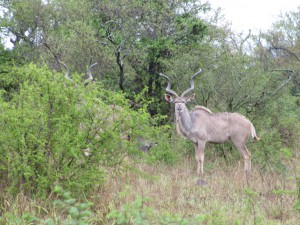 20121013081726 Suedafrika Kruger NP 3367