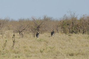 20121016075117 Suedafrika Kruger NP 6510  