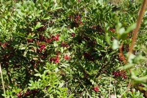 20140914110130 Italien Sardinien 8199