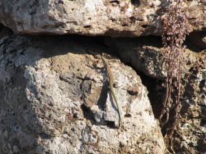 20140916095838 Italien Sardinien 0846   