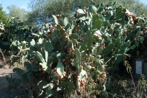 20140916102109 Italien Sardinien 8245   