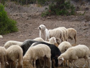 20140920164111 Italien Sardinien 0190   