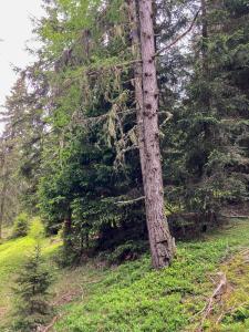 20220610131228_AT_Steiermark_0064