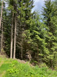 20220610141916_AT_Steiermark_0072