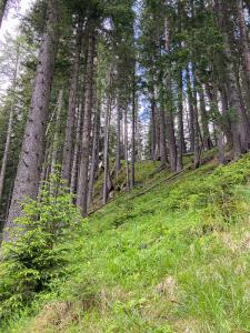 20220610142647_AT_Steiermark_0075