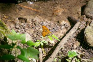 20220713103653_AT_Steiermark_0019