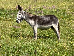 20240718095900_AT_Steiermark_4986